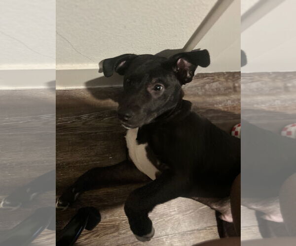 Medium Photo #2 American Staffordshire Terrier-Labrador Retriever Mix Puppy For Sale in McKinney, TX, USA