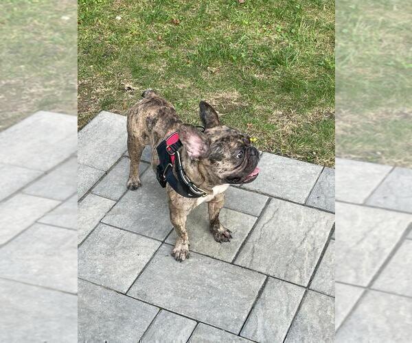 Medium Photo #7 French Bulldog Puppy For Sale in METHUEN, MA, USA