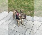 Small #6 French Bulldog