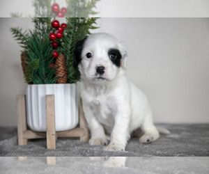 Medium English Cocker Spaniel