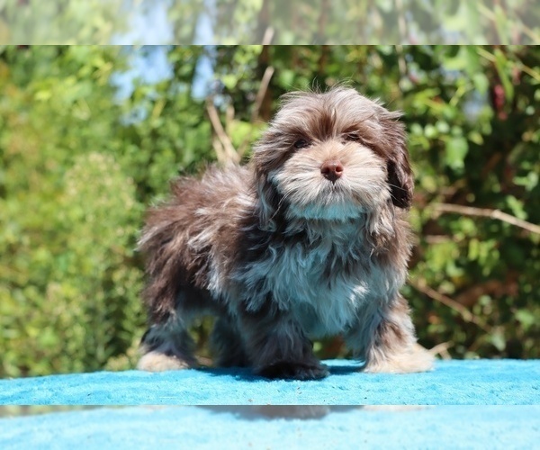 Medium Photo #36 ShihPoo Puppy For Sale in DYERSBURG, TN, USA