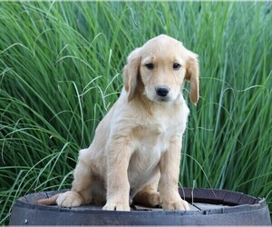 Golden Retriever Puppy for sale in FREDERICKSBG, OH, USA