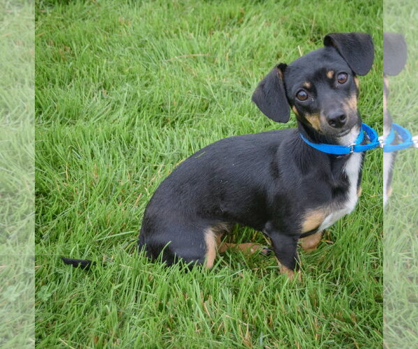 Medium Photo #4 Chiweenie Puppy For Sale in Huntley, IL, USA