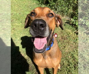 Doberman Pinscher-Great Dane Mix Dogs for adoption in Wakefield, RI, USA