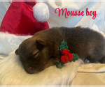 Puppy Mousse Pomsky