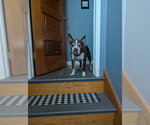 Small #1 Boston Terrier
