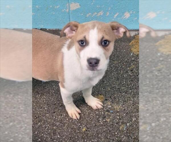 Medium Photo #1 Mutt Puppy For Sale in Woodland, CA, USA