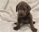 Puppy Silver Lab Pup Labrador Retriever