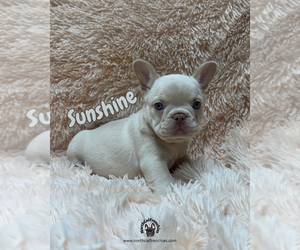 French Bulldog Puppy for Sale in SACRAMENTO, California USA