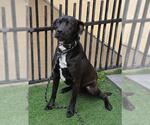 Small #5 Labrador Retriever Mix