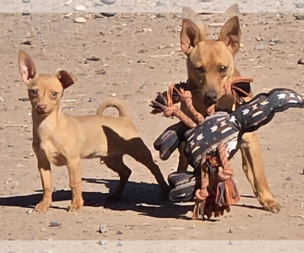Medium Photo #4 Chiweenie Puppy For Sale in Peralta, NM, USA