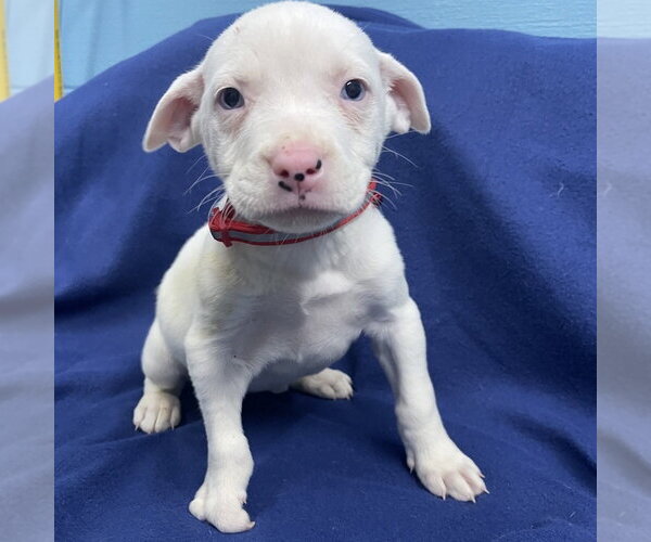 Medium Photo #3 Boxer-Siberian Husky Mix Puppy For Sale in Evansville, IN, USA