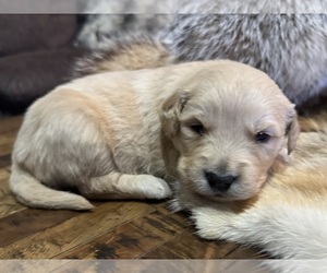 Golden Retriever Puppy for sale in FORDLAND, MO, USA