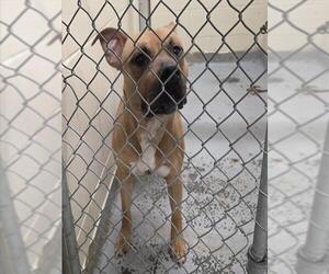 Mutt Dogs for adoption in Anchorage, AK, USA