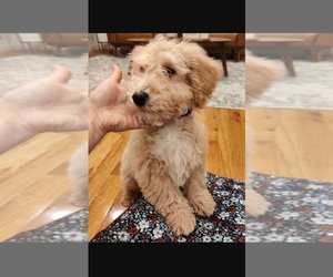 Bichpoo Puppy for sale in BURNSVILLE, MN, USA