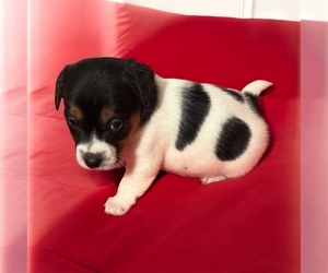 Jack Russell Terrier Puppy for sale in NASHVILLE, NC, USA