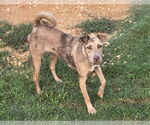 Small #1 Catahoula Leopard Dog Mix