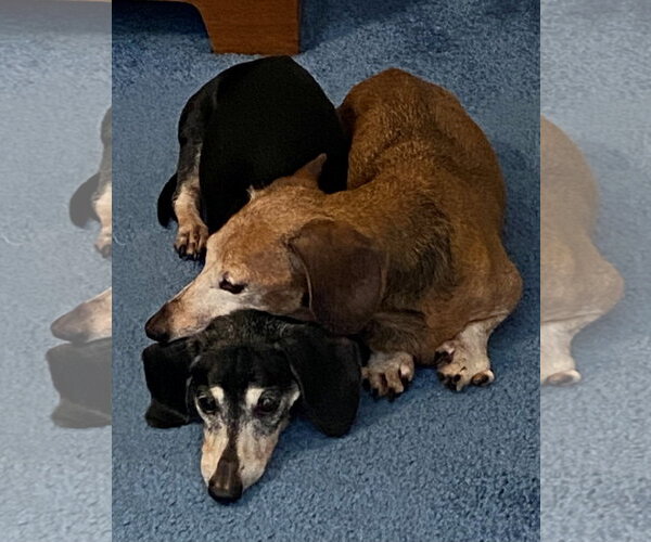 Medium Photo #1 Dachshund Puppy For Sale in Tampa, FL, USA