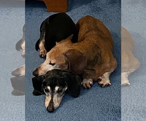 Dachshund Dogs for adoption in Tampa, FL, USA
