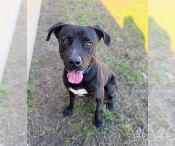 Medium Photo #1 Labrador Retriever-Unknown Mix Puppy For Sale in Riverside, CA, USA