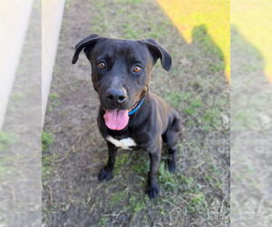 Labrador Retriever-Unknown Mix Dogs for adoption in Riverside, CA, USA