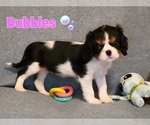 Puppy Bubbles Cavalier King Charles Spaniel