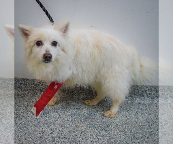 Medium Photo #3 American Eskimo Dog Puppy For Sale in Huntley, IL, USA