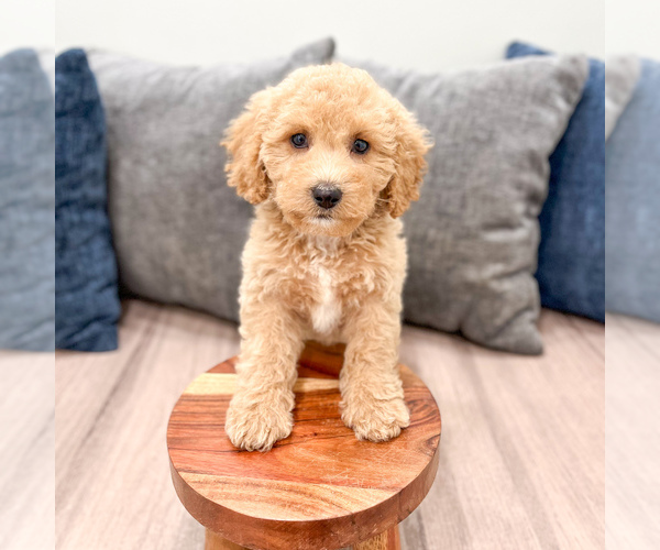 Medium Photo #2 Miniature Labradoodle Puppy For Sale in MILLERSBURG, OH, USA