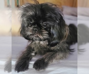 Mother of the Shih Tzu puppies born on 04/24/2026