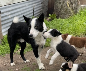 Border Collie Litter for sale in HICO, TX, USA