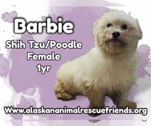 Shih-Poo Dogs for adoption in Anchorage, AK, USA