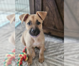 German Shepherd Dog-Unknown Mix Dogs for adoption in Kansas City, MO, USA