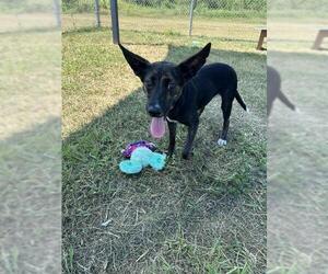 German Shepherd Dog Dogs for adoption in Pasadena, TX, USA