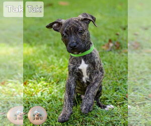 Mutt Dogs for adoption in Pensacola, FL, USA