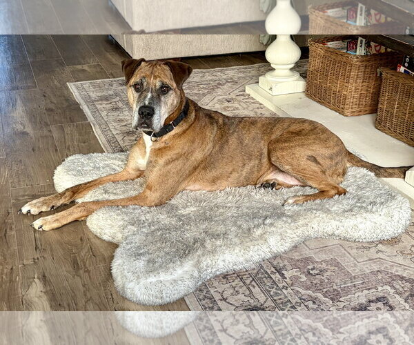 Medium Photo #1 German Shepherd Dog-Great Dane Mix Puppy For Sale in Princeton, MN, USA