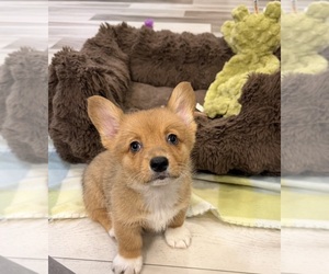 Pembroke Welsh Corgi Puppy for sale in GUTHRIE, KY, USA