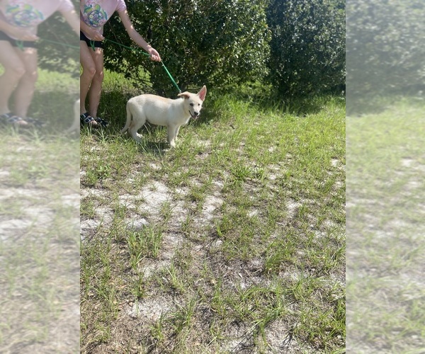 Medium Photo #8 German Shepherd Dog Puppy For Sale in ALACHUA, FL, USA
