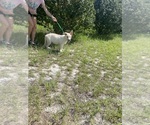 Small #7 German Shepherd Dog