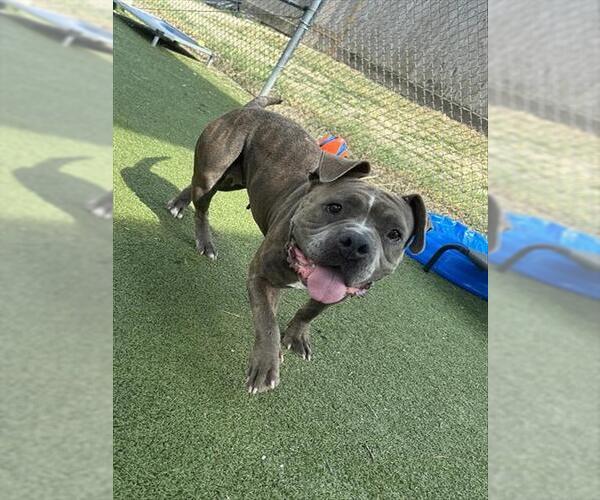 Medium Photo #2 Staffordshire Bull Terrier-Unknown Mix Puppy For Sale in Pasadena, TX, USA