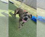 Small #1 Staffordshire Bull Terrier Mix