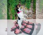 Small #2 Jack-Rat Terrier