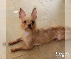 Chihuahua-Unknown Mix Dogs for adoption in Washington, DC, USA