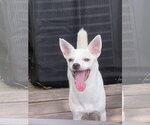 Small #1 Chihuahua Mix