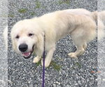 Small Great Pyrenees Mix