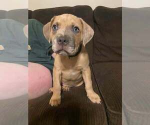 Boxer-Unknown Mix Dogs for adoption in Holly Springs, NC, USA