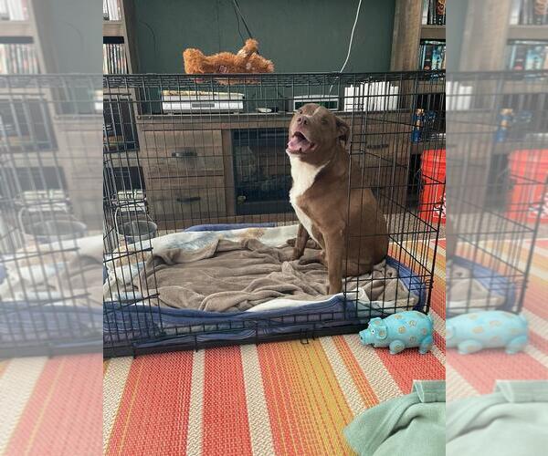 Medium Photo #3 Eurasier-Labrador Retriever Mix Puppy For Sale in Front Royal, VA, USA