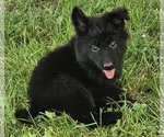 smokey - Male German Shepherd Dog Puppy for Sale - Photo #2