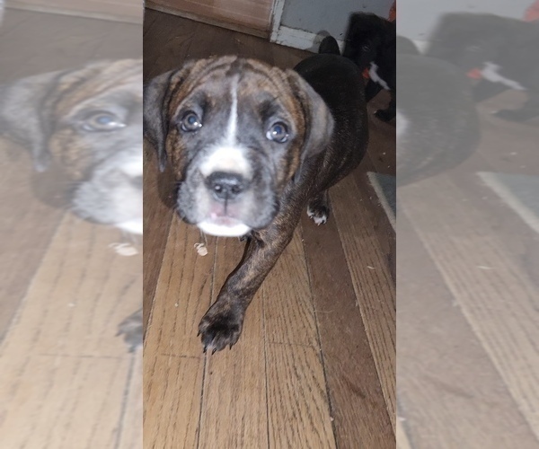 Medium Photo #6 America Bandogge Mastiff Puppy For Sale in JOLIET, IL, USA