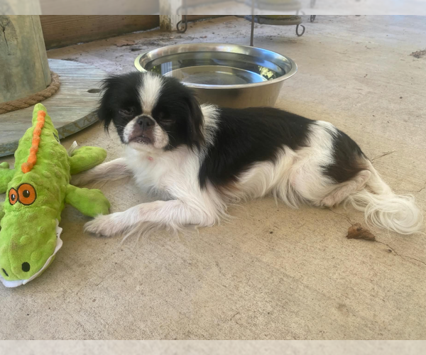 Medium Photo #1 Japanese Chin-Unknown Mix Puppy For Sale in Cranston, RI, USA