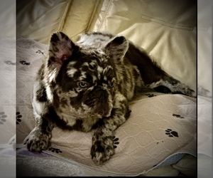 Father of the French Bulldog puppies born on 07/12/2025